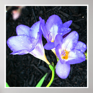 Poster Freesia lumineux