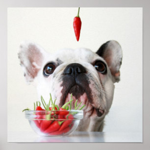 Poster French Bulldog Looking