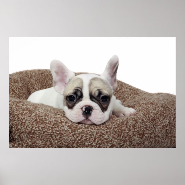Poster French Bulldog Puppy Lying (Devant)