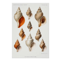 French Seashell Plage Vintage Shell Sand Ocean