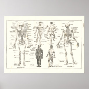Poster French Skeleton Anatomy Vintage Chart 1800's