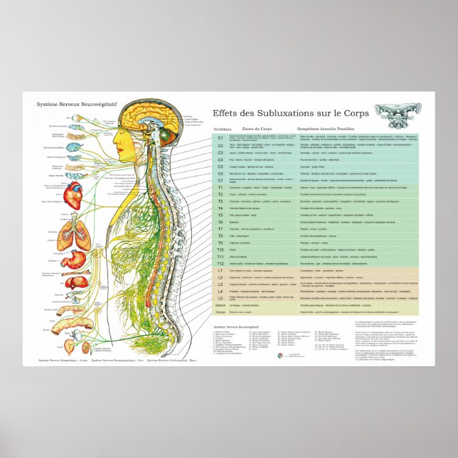 Poster French Subluxation Spinal Nerves ANS Chart (Devant)