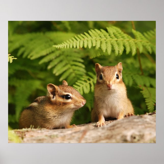Poster frère chipmunk (Devant)