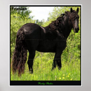 Poster Friesian