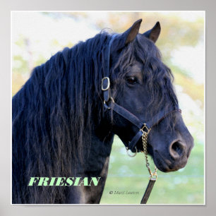 Poster Friesian