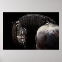 Poster Friesian Stallion