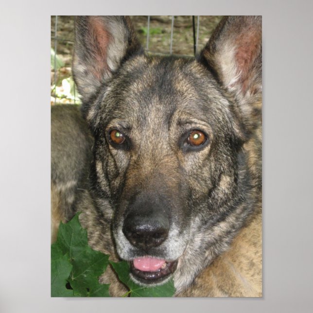 Poster Friga Dans Le Jardin (Devant)