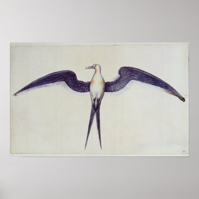 Poster Frigate Bird (Devant)