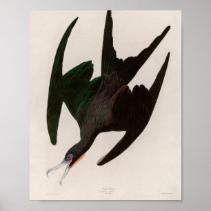 Poster Frigate Pelican Birds of America Audubon Imprimer