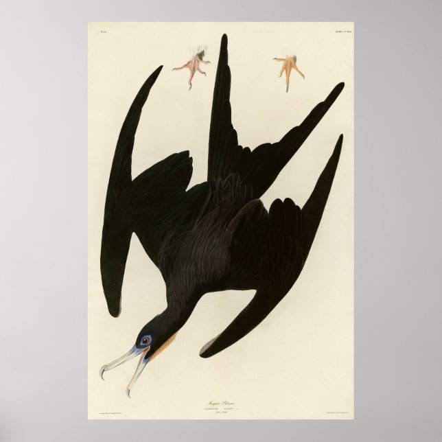 Poster Frigate Pelican (Magnifique Frigatebird) Audubon (Devant)