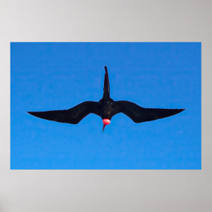 Poster Frigatebird de dessous