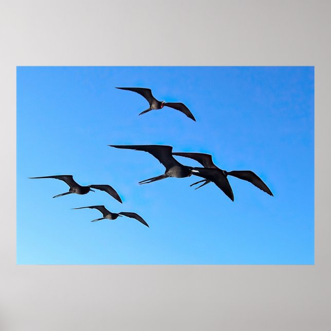 Poster Frigatebird Flock (Devant)