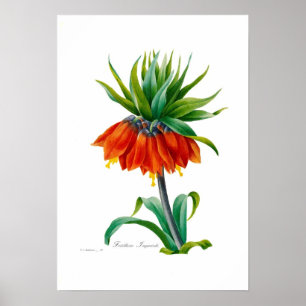 Poster Fritillaire