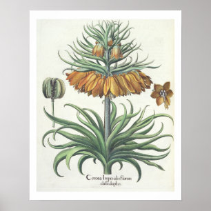 Poster Fritillaire : Classe de florum d'Imperialis de
