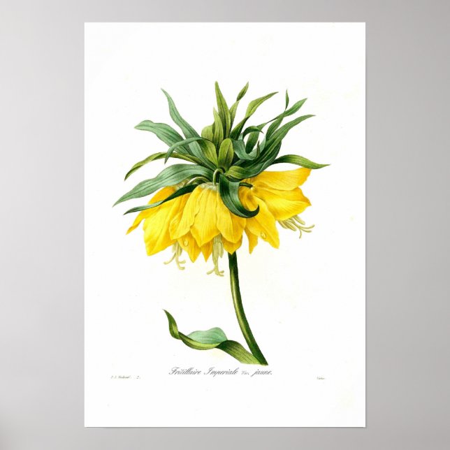 Poster Fritillaire jaune (Devant)
