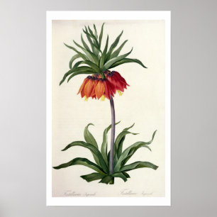 Poster Fritillaria Imperialis de, "Les Lilacees", 1802-