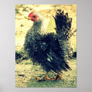 Poster Frizzle Rooster