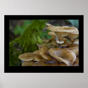 Poster Frog on Toadstool
