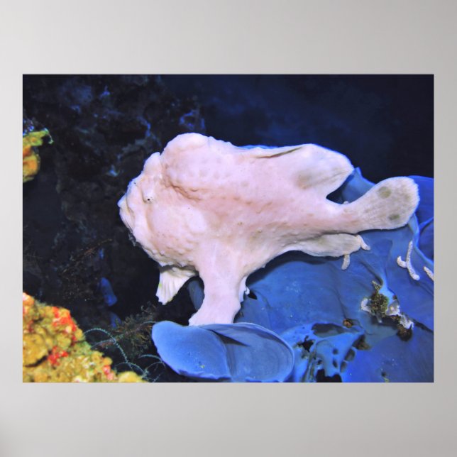 Poster Frogfish-Blanc géant (Devant)