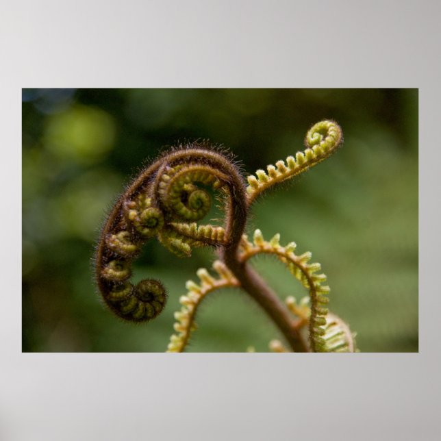 Poster Frondes Fern (Devant)