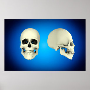 Poster Front View And Side View Of Human Skull