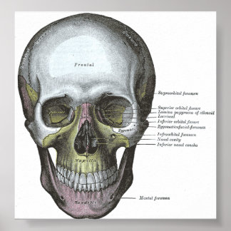 Poster--Frontal View of the Skull Poster