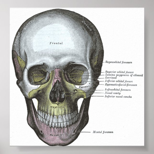 Poster--Frontal View of the Skull Poster (Front)