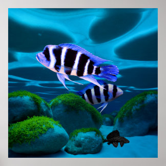 Poster Frontosa Cichlid Plecostomus Aquarium Poisson