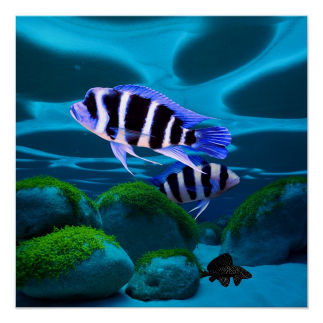 Poster Frontosa Cichlid Plecostomus Aquarium Poisson (Devant)
