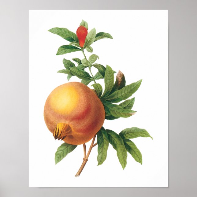 Poster Fruit alimentaire vintage, grenade de Redoute (Devant)