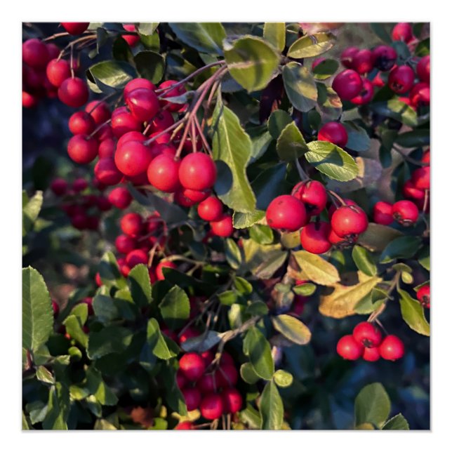 Poster Fruit d'automne (Devant)