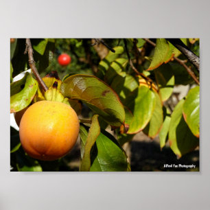 Poster Fruit de kaki dans l'arbre