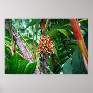 Poster Fruit de palmier à Hawaii
