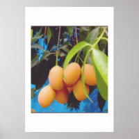 Fruit exotique Gandaria - Mangue prune tropicale r