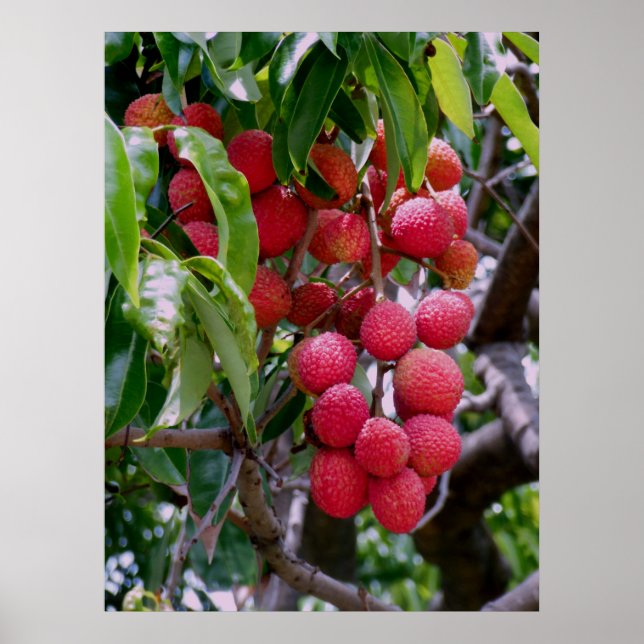 Poster Fruit Lychee (Devant)