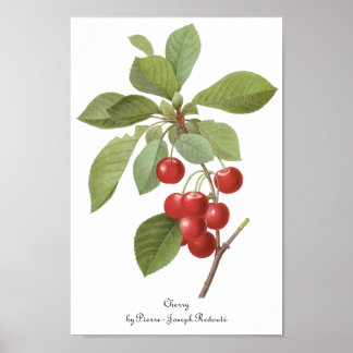 Poster Fruit vintage Cherry Food, Cerises par Redoute
