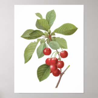 Poster Fruit vintage Cherry Food, Cerises par Redoute