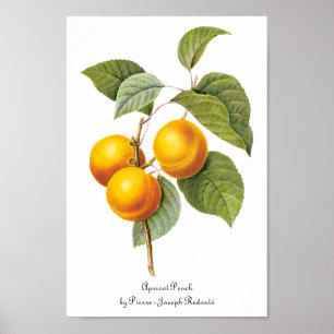 Poster Fruit vintage de nourriture, pêche d'abricot par