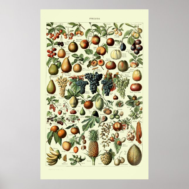 Poster Fruit vintage par Adolphe Millot (Devant)