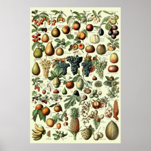 Poster Fruit vintage par Adolphe Millot