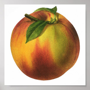 Poster Fruit vintage, Pêche biologique mûre à la feuille