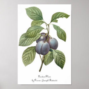Poster Fruit vintage, Plums pourpres de jardin par Redout