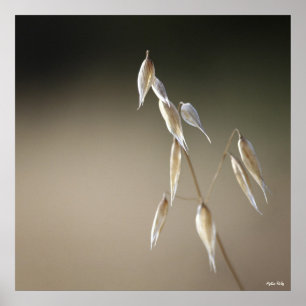 Poster Fruitage d'avoine sauvage