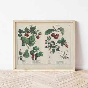 Poster Fruits   Charlotte Mary Yonge
