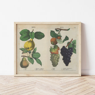 Poster Fruits   Charlotte Mary Yonge