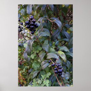Poster fruits de brousse