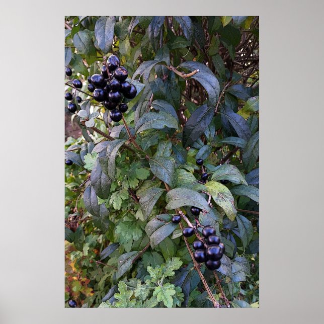 Poster fruits de brousse (Devant)