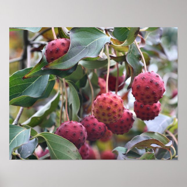 Poster Fruits de Dogwood Rouge Nature (Devant)