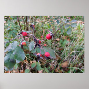 Poster fruits de l'automne