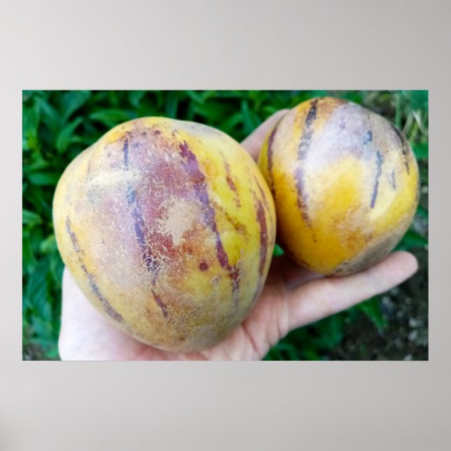 Poster Fruits de melon de Pepino (Devant)